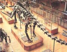 Диплодок - травоядный динозавр﻿