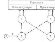 Научная библиотека - рефераты - принципы передачи информации и структурная организация мозга